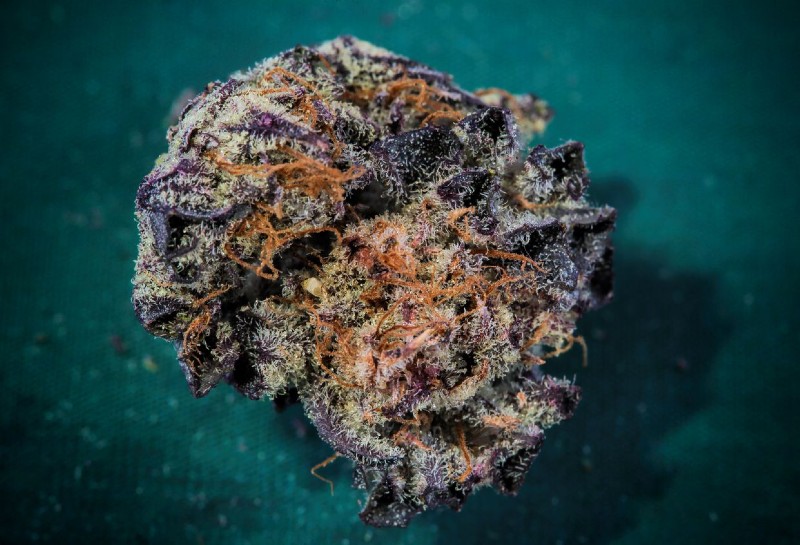 Why Is Bruce Banner One of the World’s Most Popular Strains?
